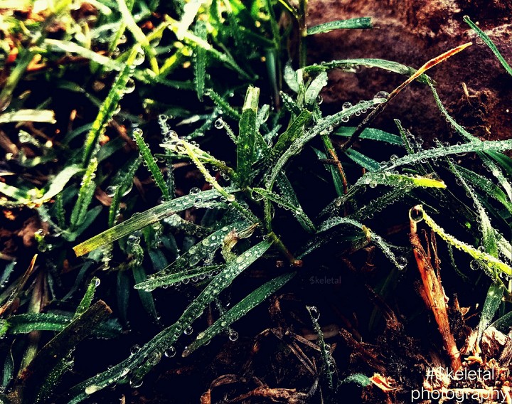 Grassy land