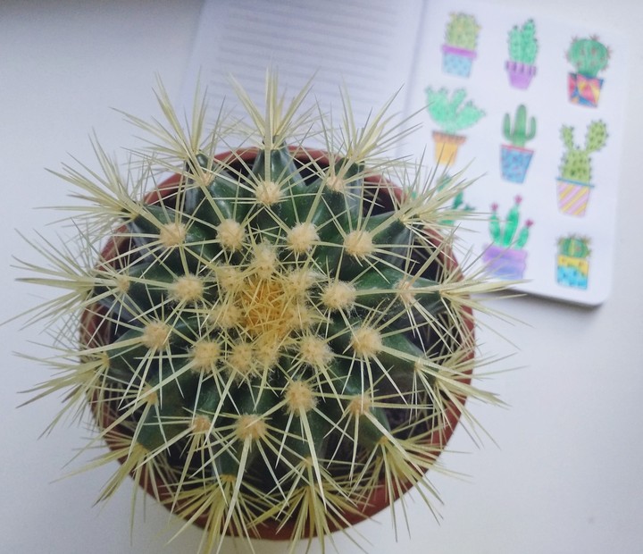 Кактус