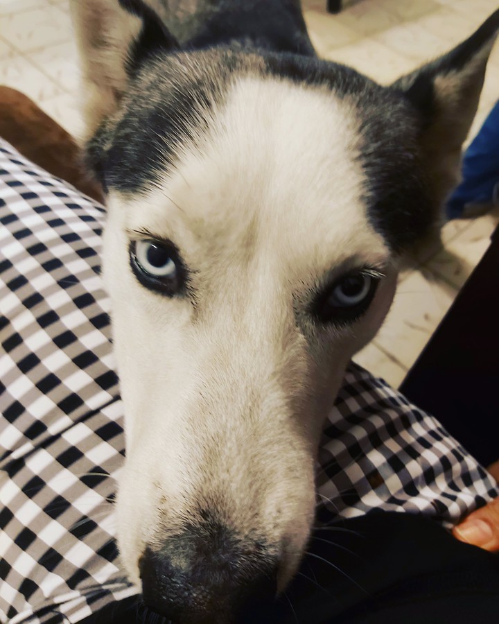 Lia Husky