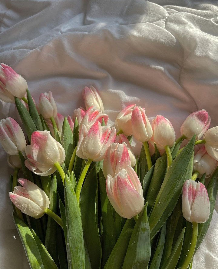 Tulips