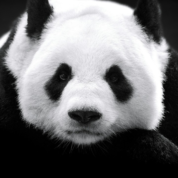 panda