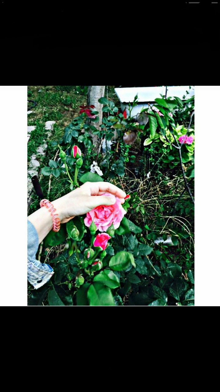 rose