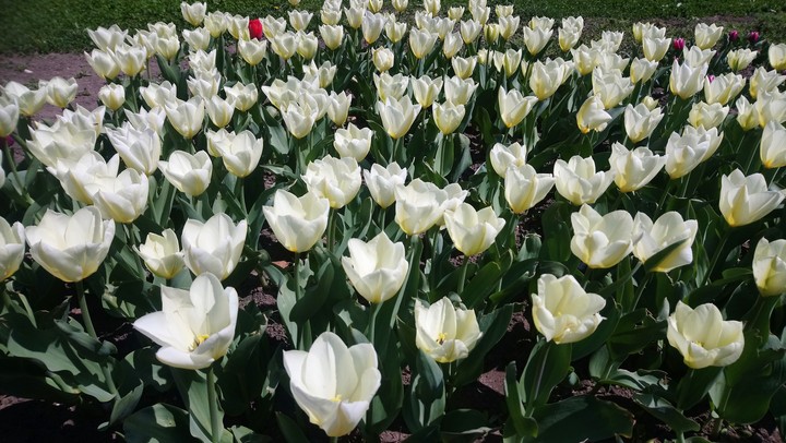 spring and white tulip