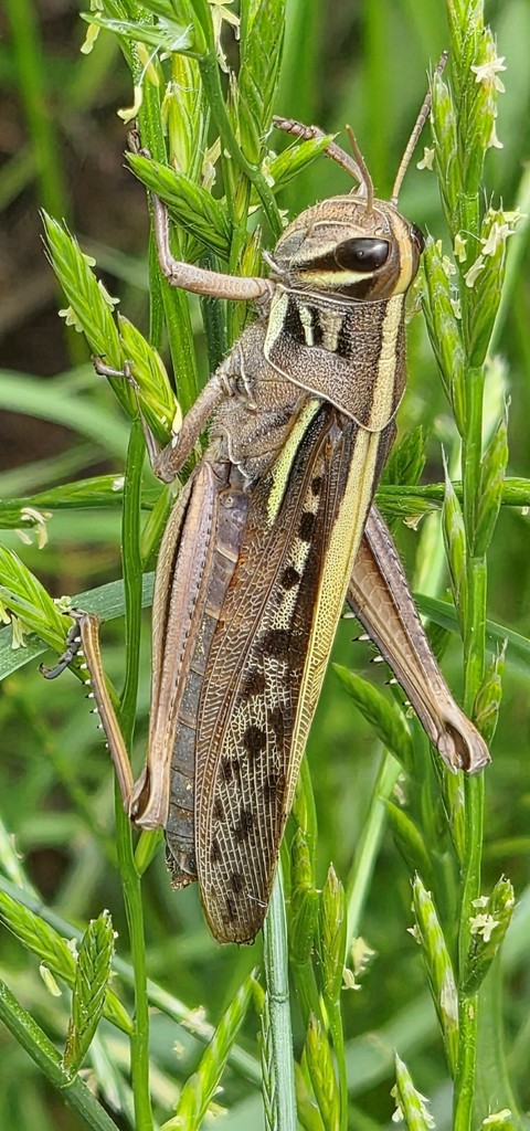 ταπετσαρίες wildlife, Close-up