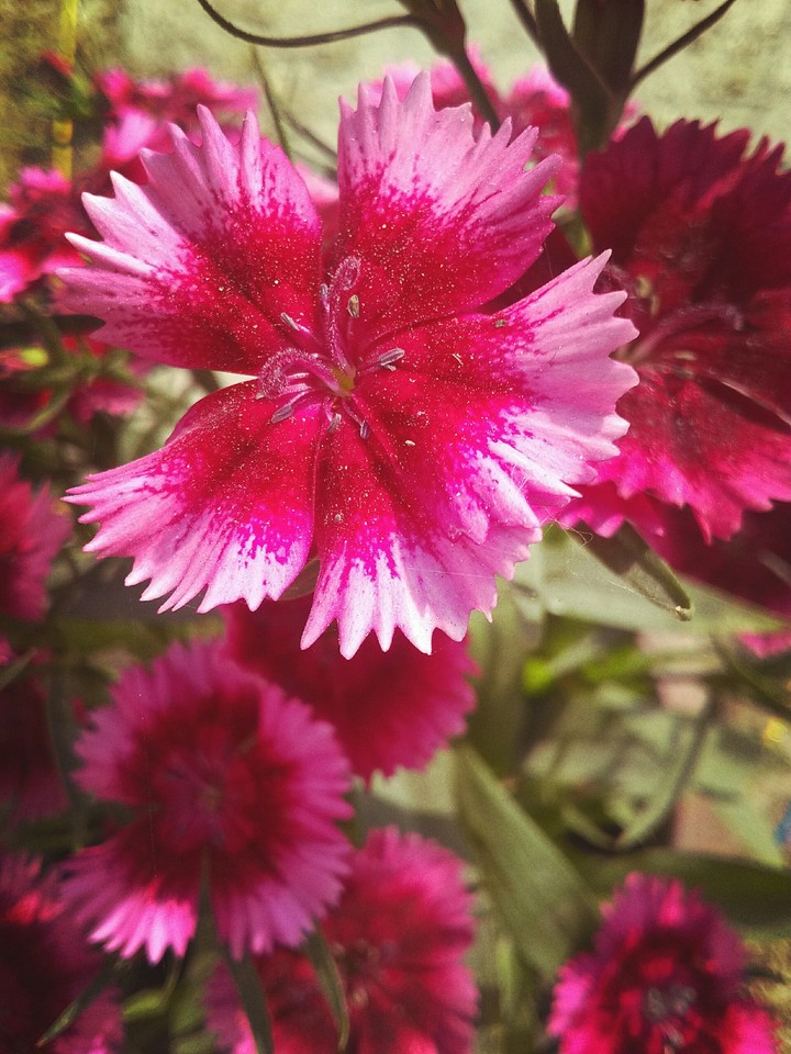 Flower
