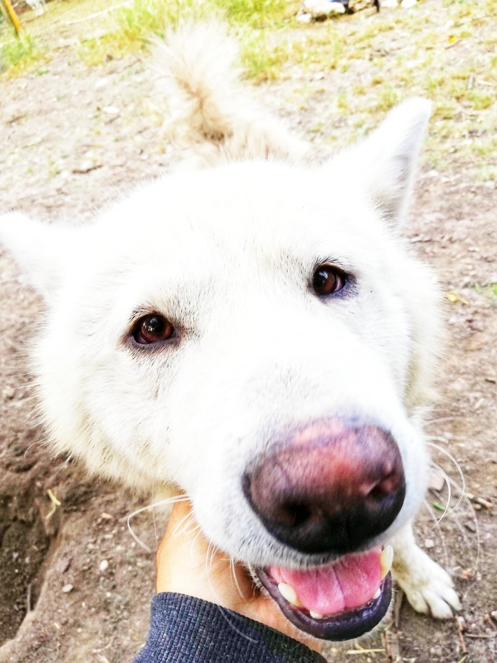 Akita iny dog