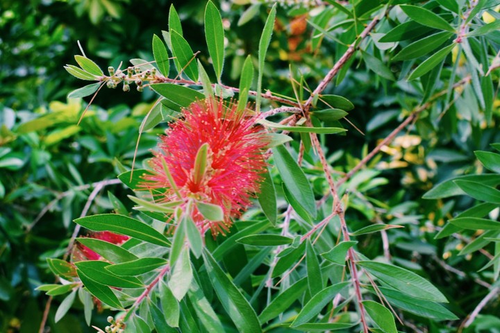 nature