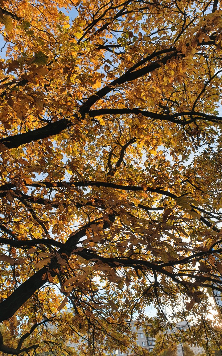 autumn