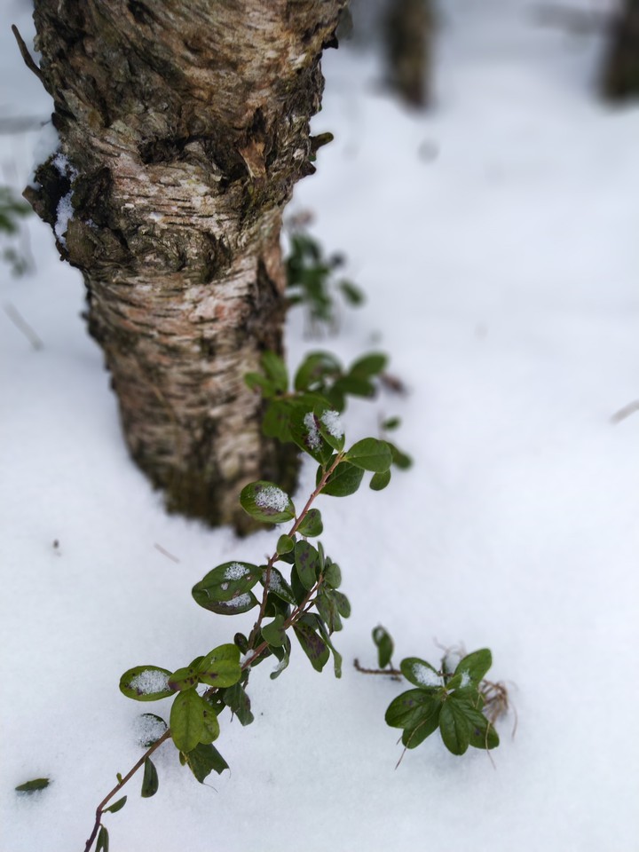 In the snow...