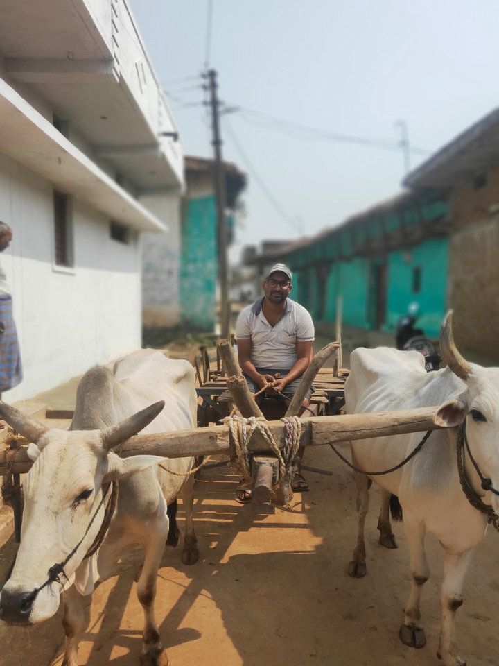 Bullock cart