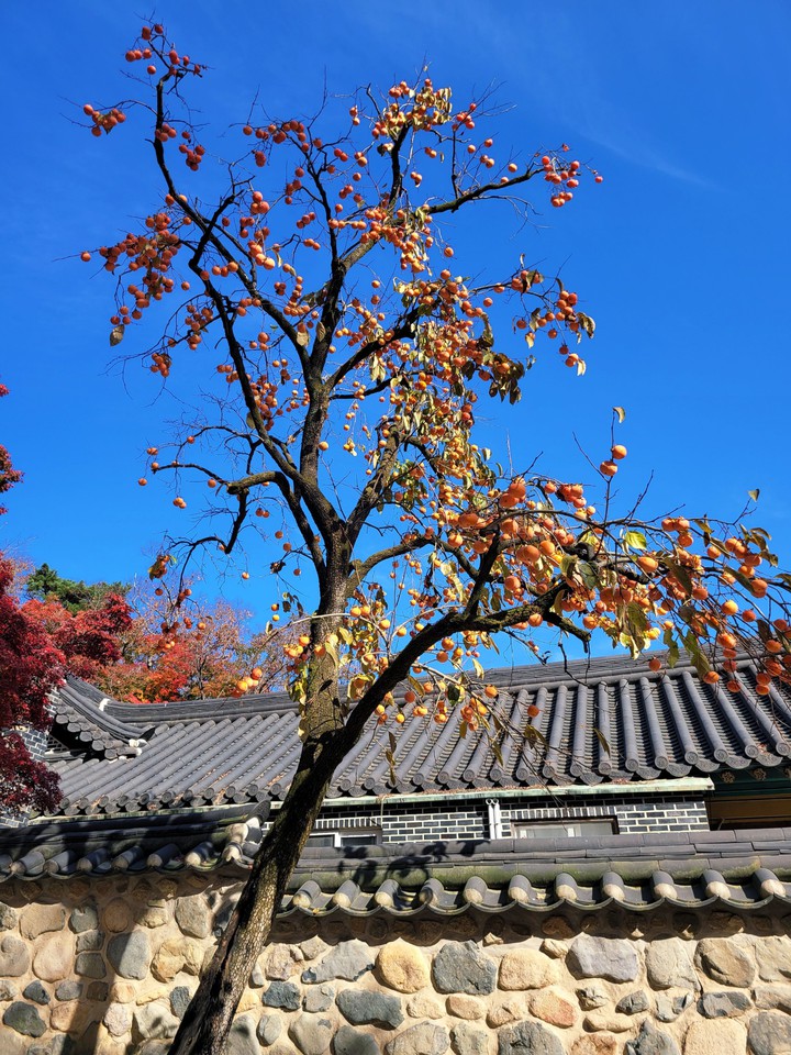 단감