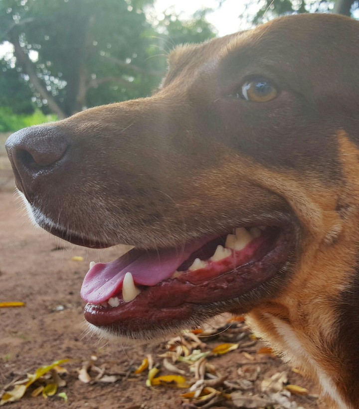dog