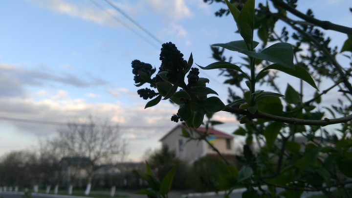 nature