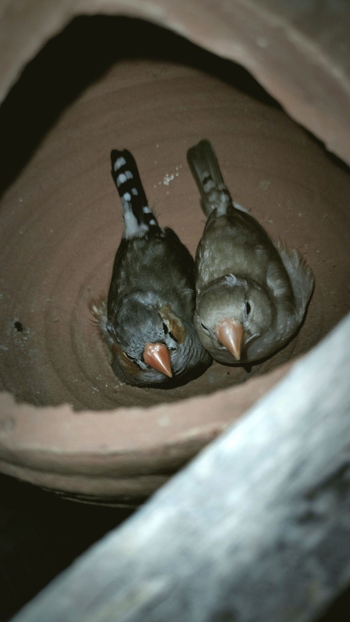pins Bird