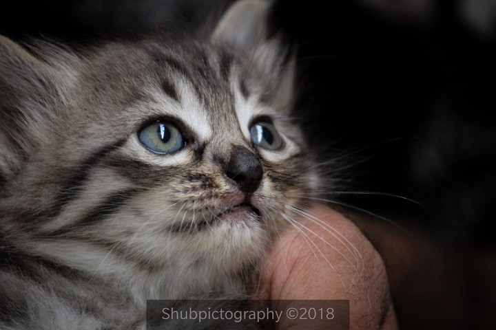 cat & kitten