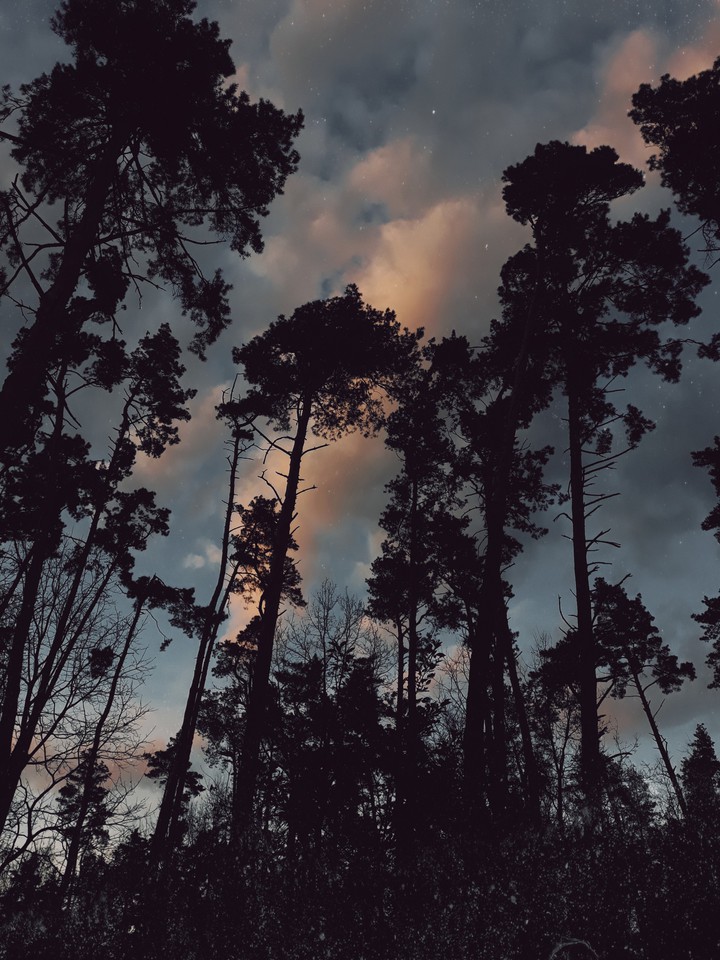 forest
