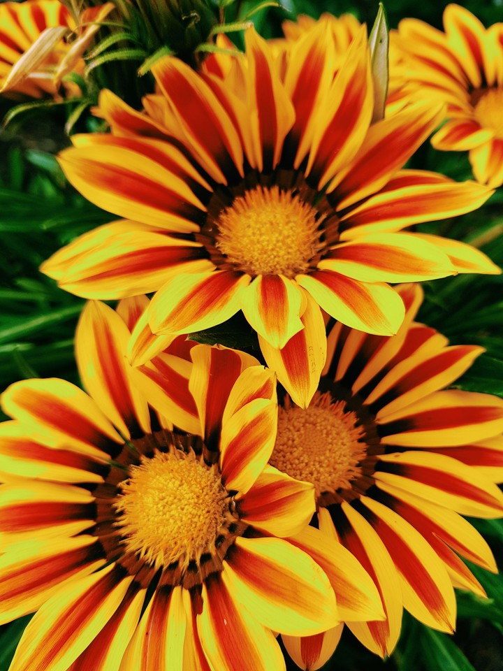 yellow flowers