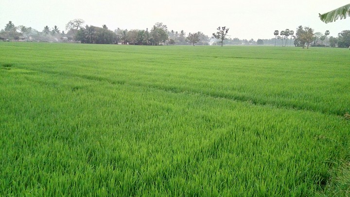 paddy