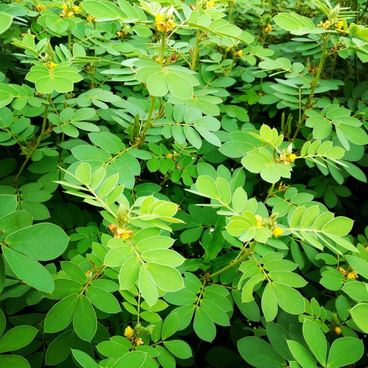 Leaves