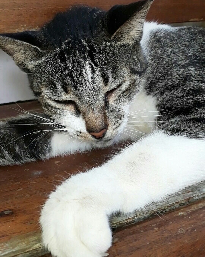 Sleeping Feline