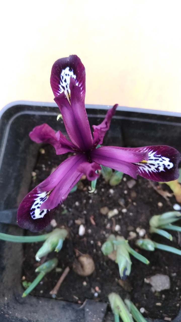 Iris reticulata Pauline