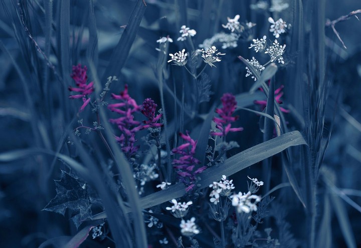 wildflower