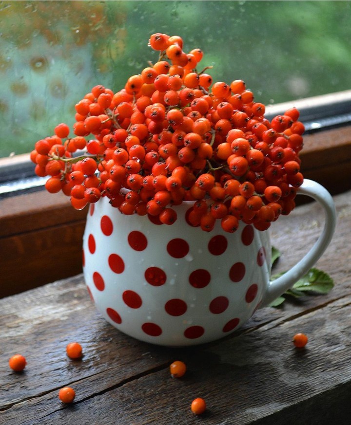 Rowanberries