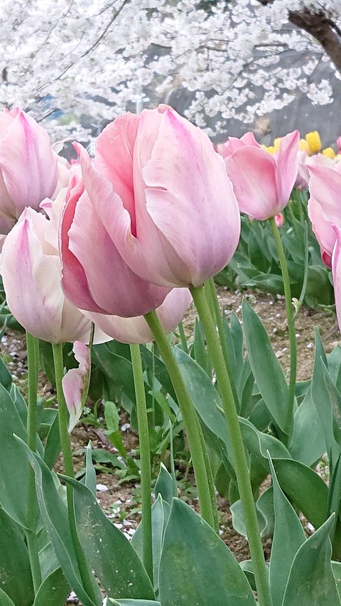 plants, flower wallpapers