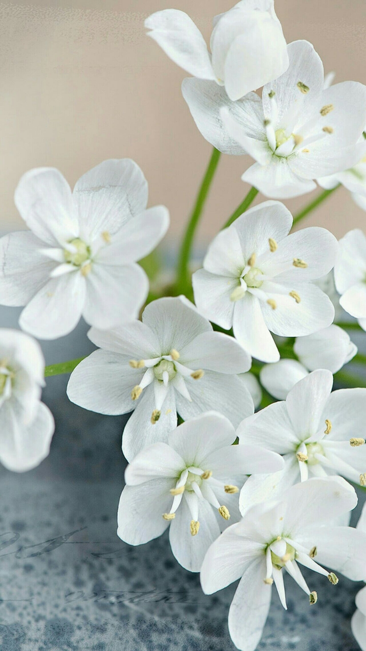 Fresh White flowers