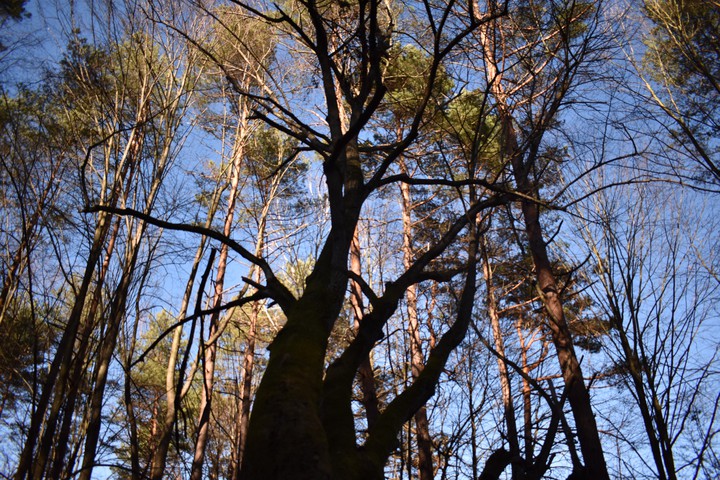 Forest ?