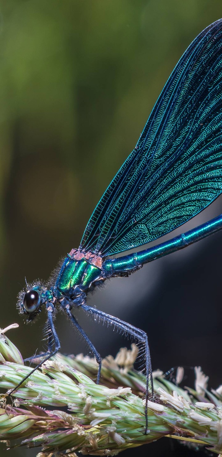 Dragon fly