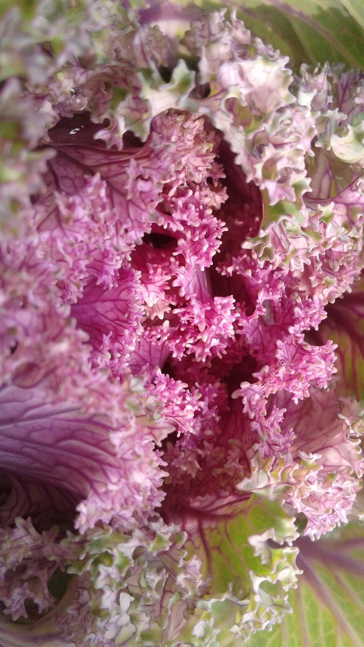 cauliflower