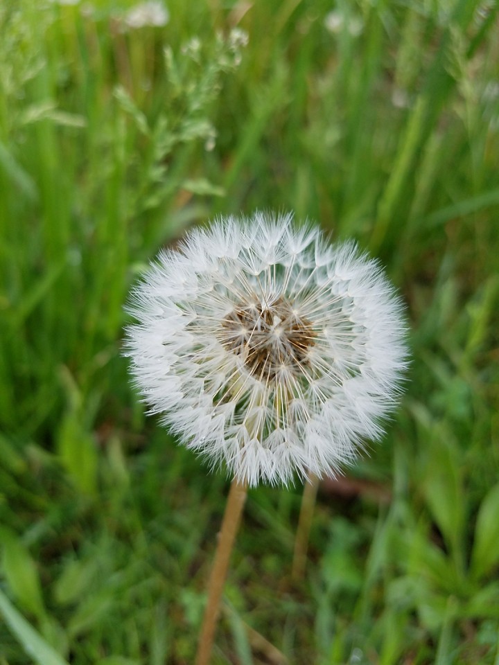 dandelion