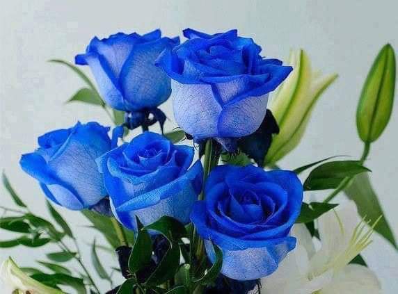 rose