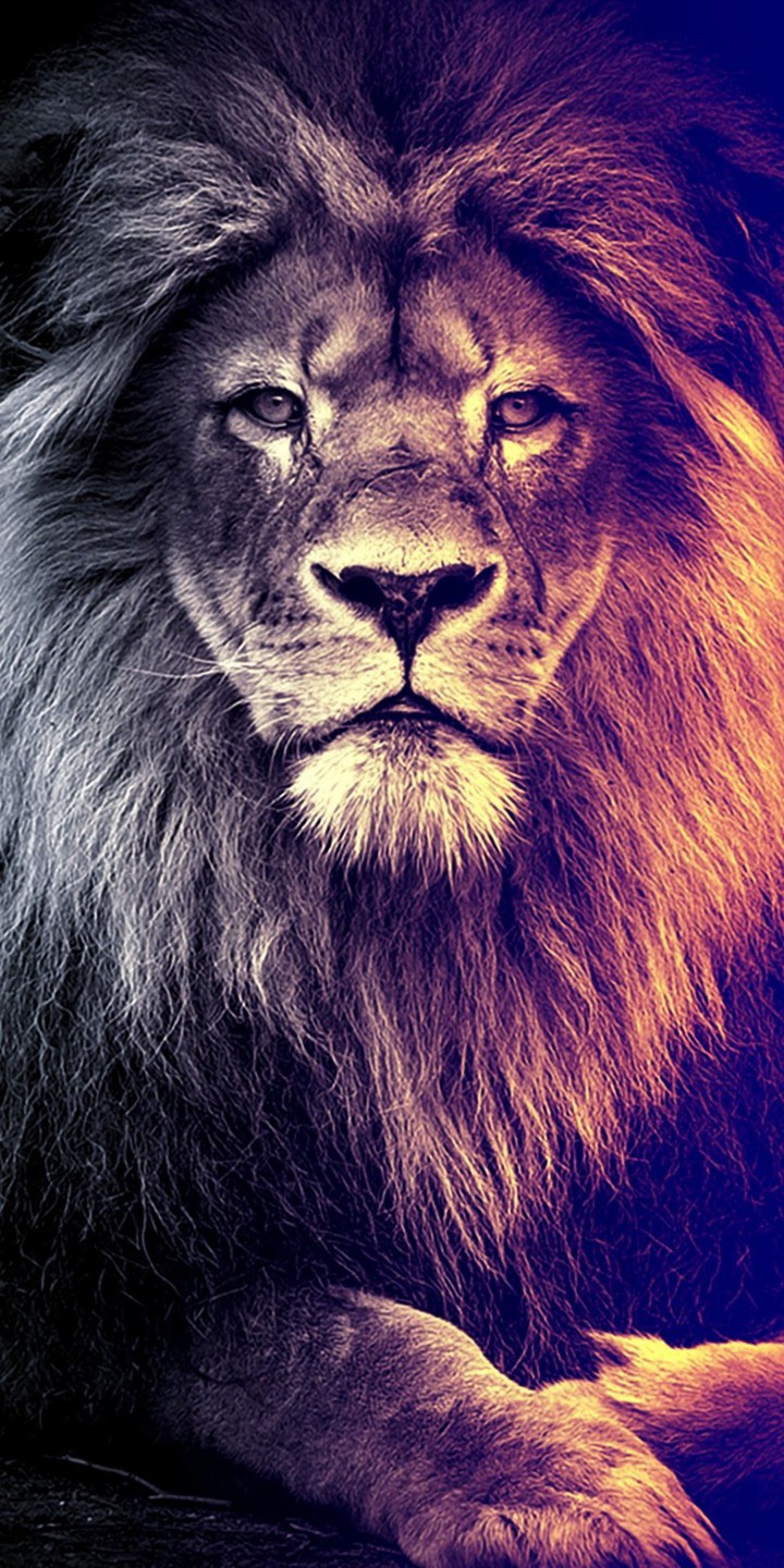 King ?
