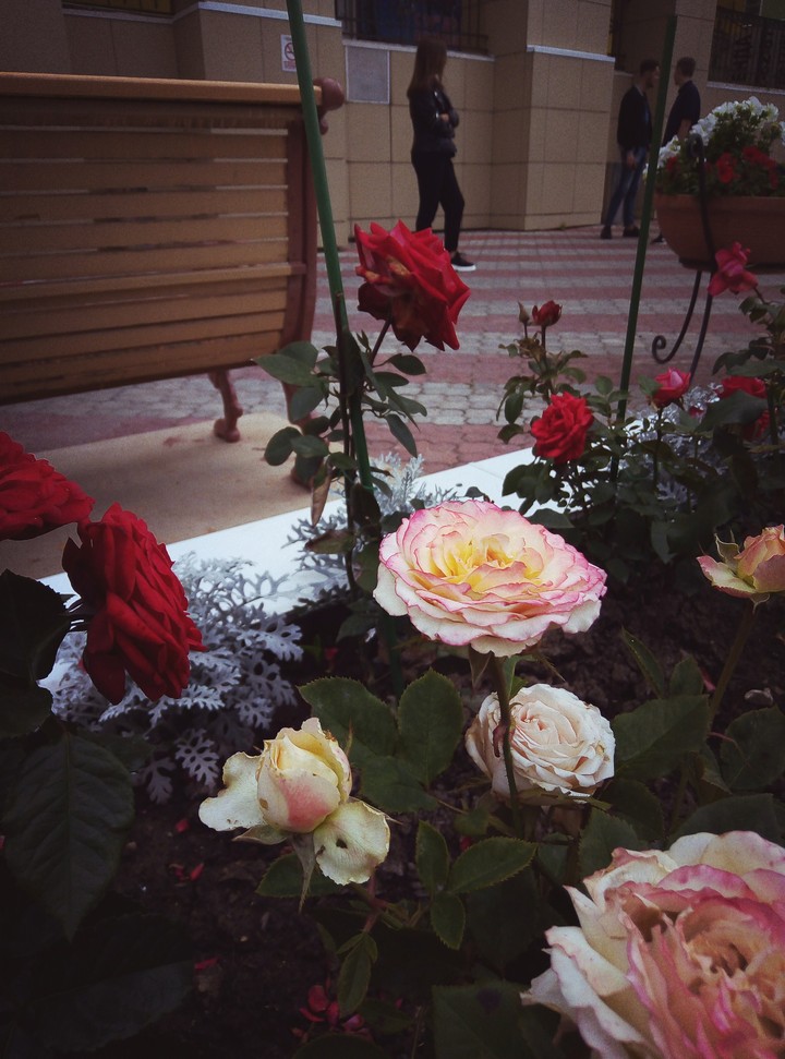 The rose is special symbol of beauty.