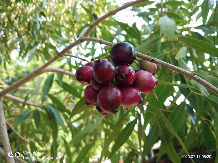 jamun