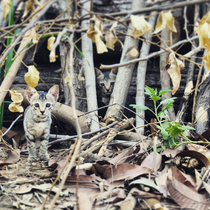Little Kittens.