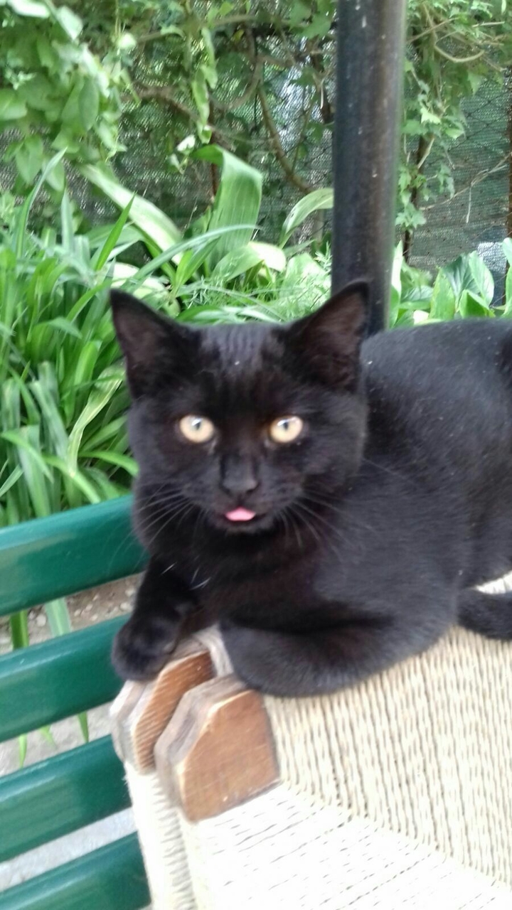 cat