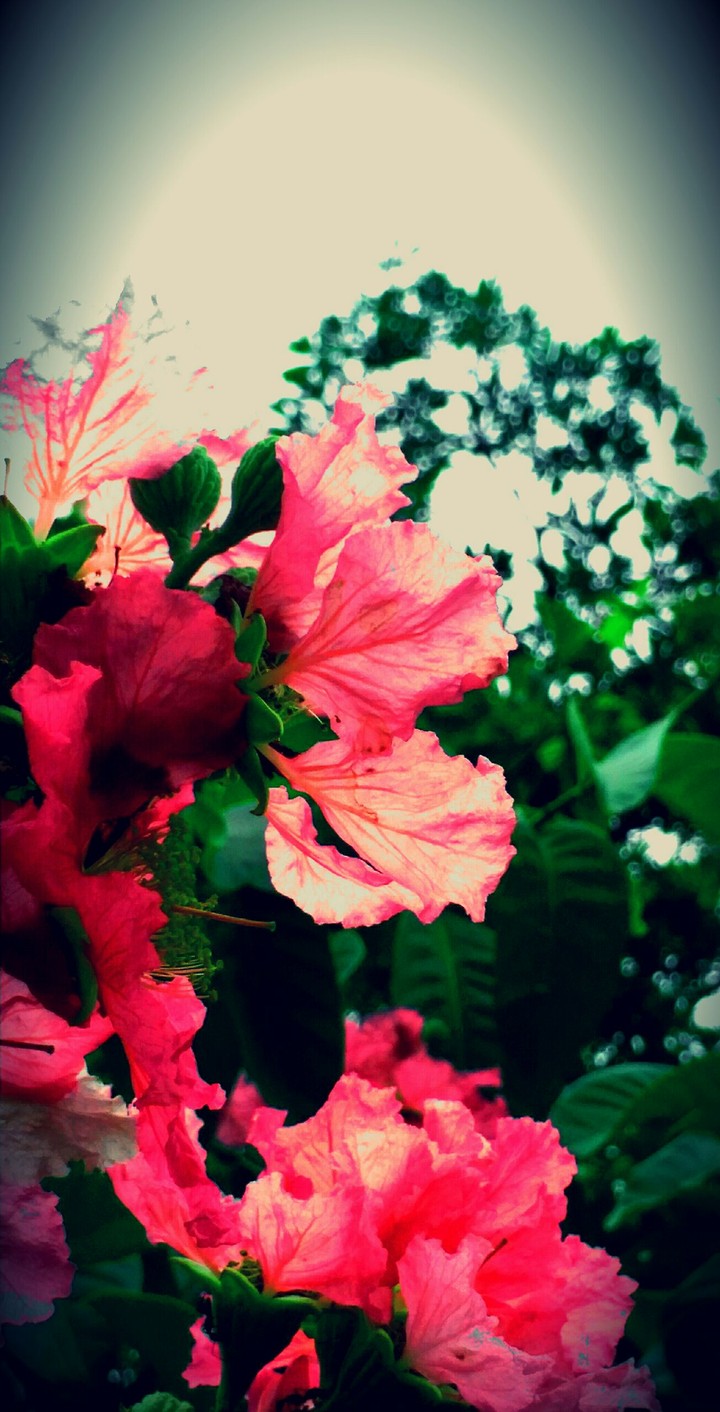 pink spring