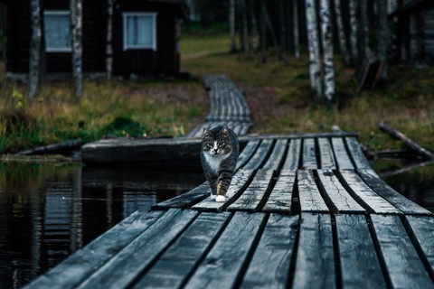 Хутор Кормило. Карелия.