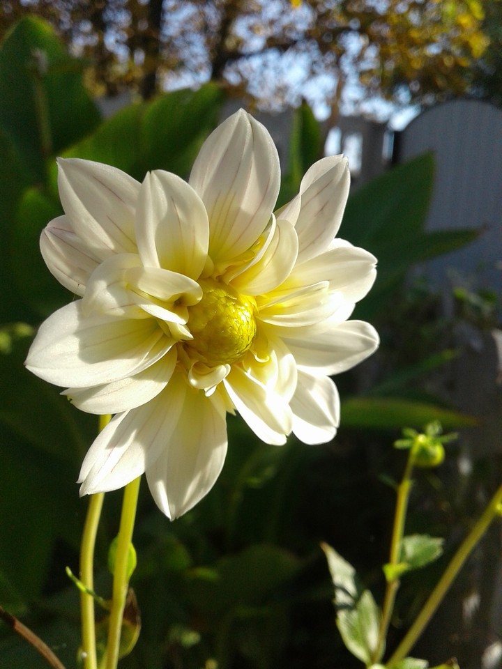 Flower