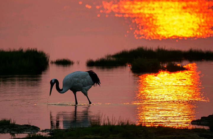 flamingo