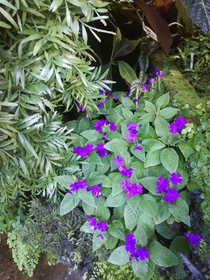 Lila Flower