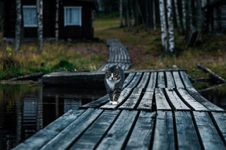 Хутор Кормило. Карелия.