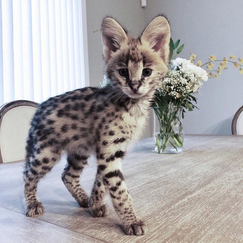 hình nền kitten, whiskers