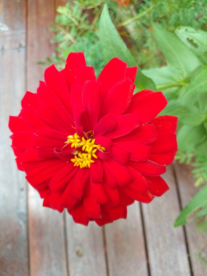Red in full bloom