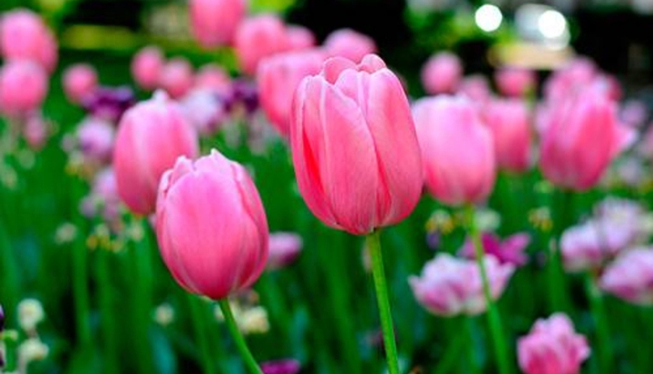 Tulips