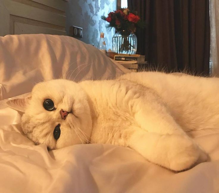котик