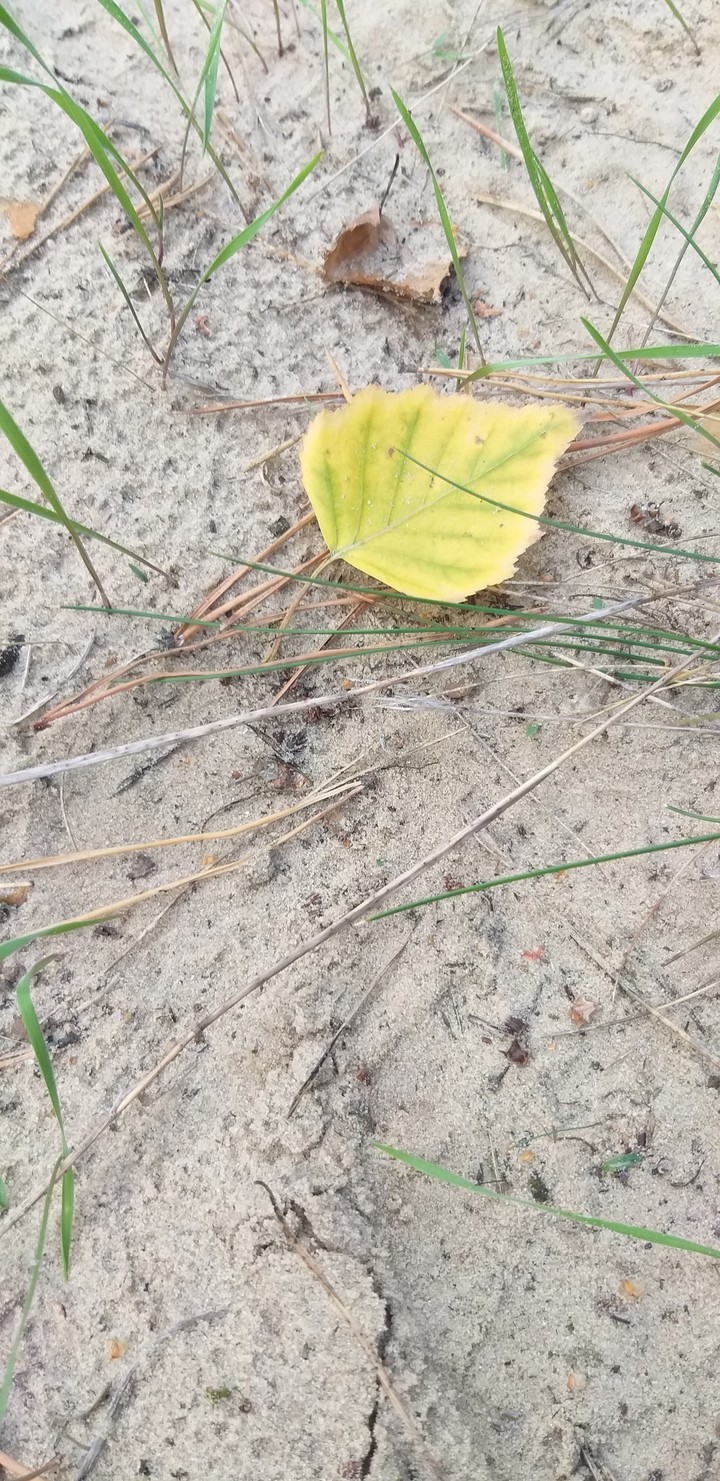 an autumn coming